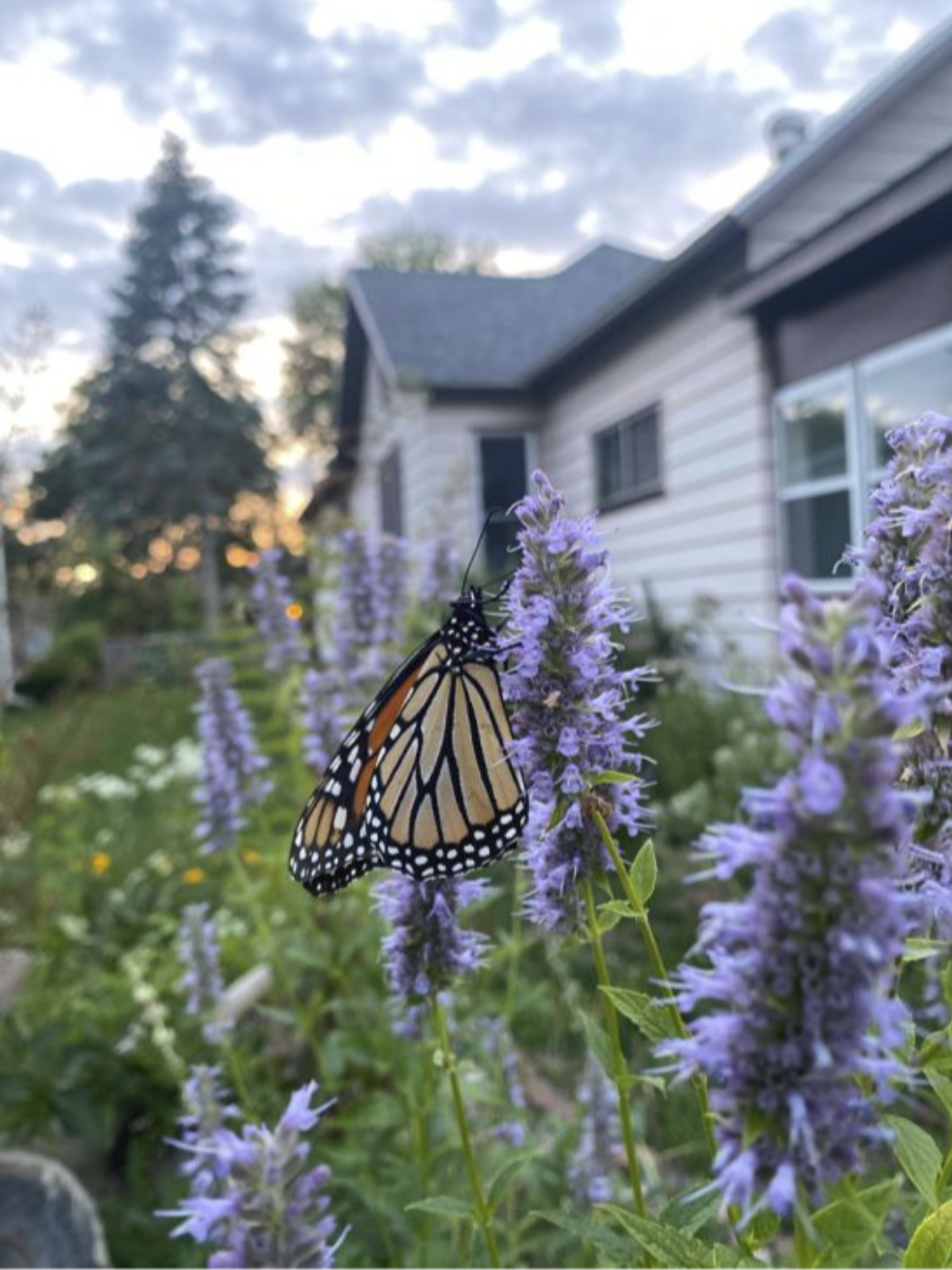 butterfly on a purple anise hyssop flower with a house in the background and moody skies