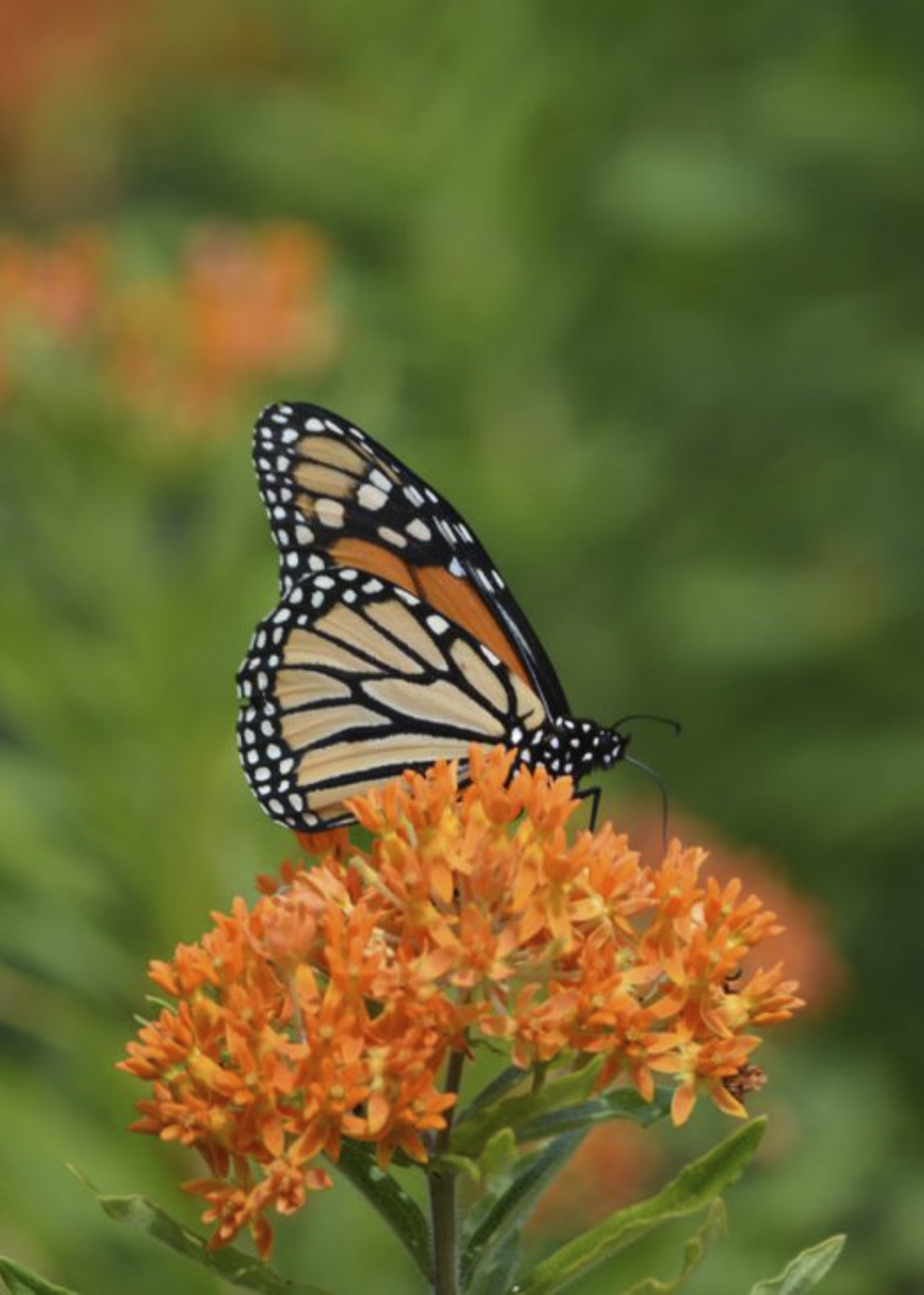 monarch butterfly on an orange butterfly weed flower