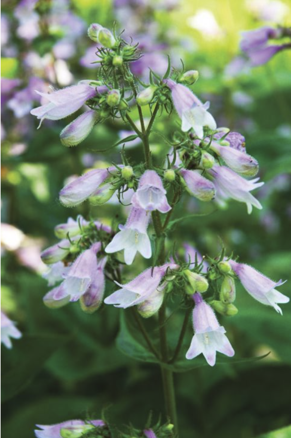 a group of light pink cupped flowers with green foliage in the background