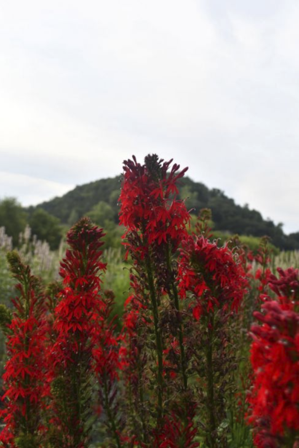 bright red flowers with cloudy sky background