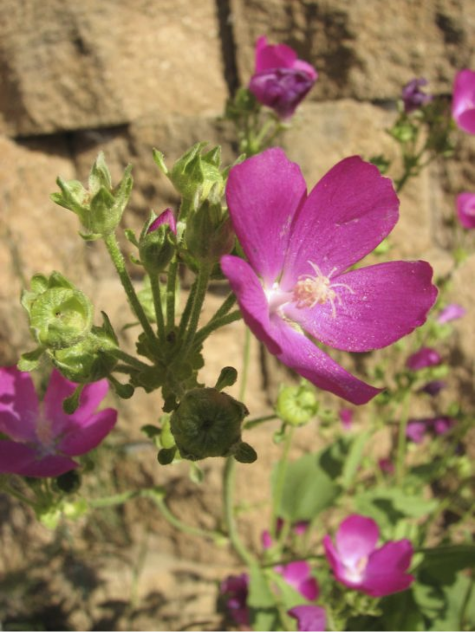 clustered poppy mallow flower with large pink petals and yellow centers against a brick backgound