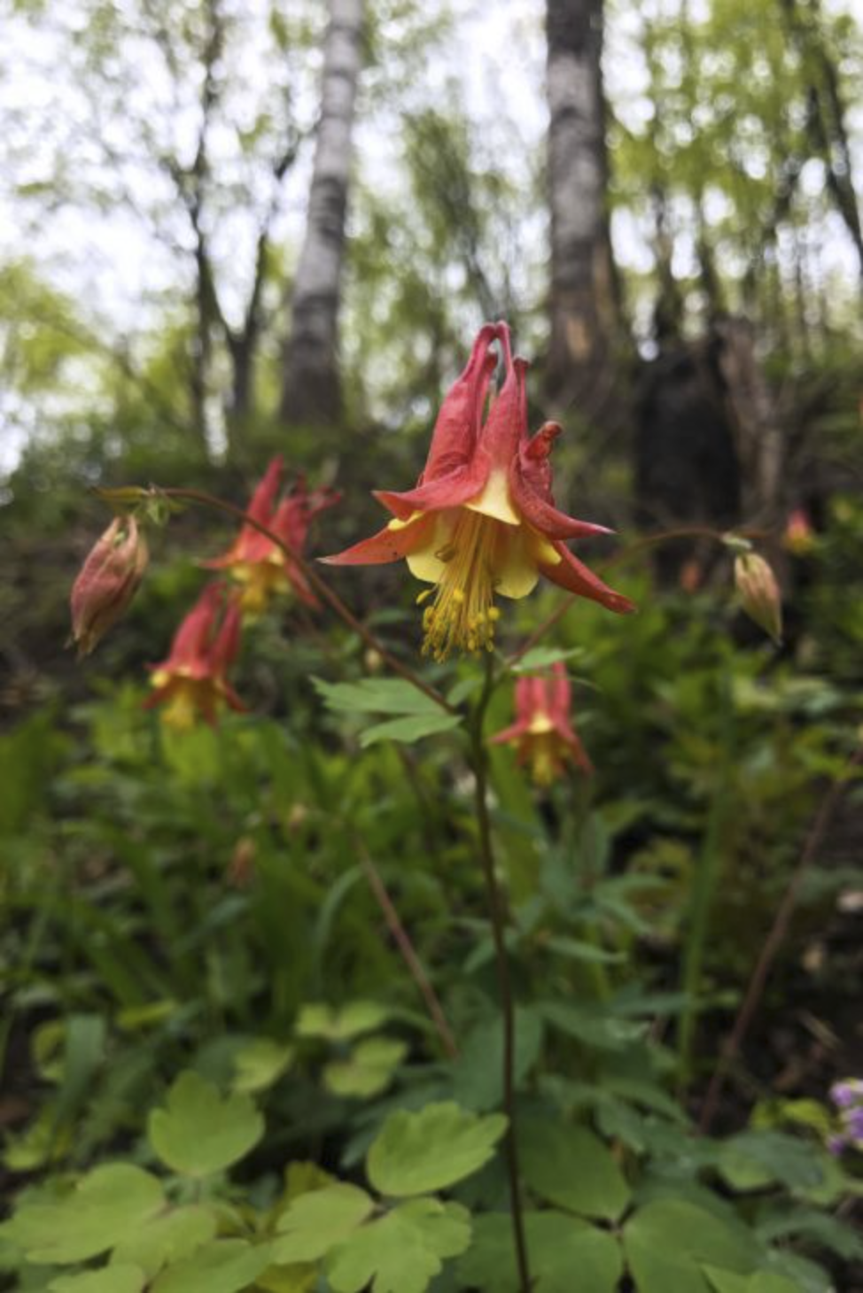 group of columbine flowers with red exterior and yellow interior petals with tall trees in the background