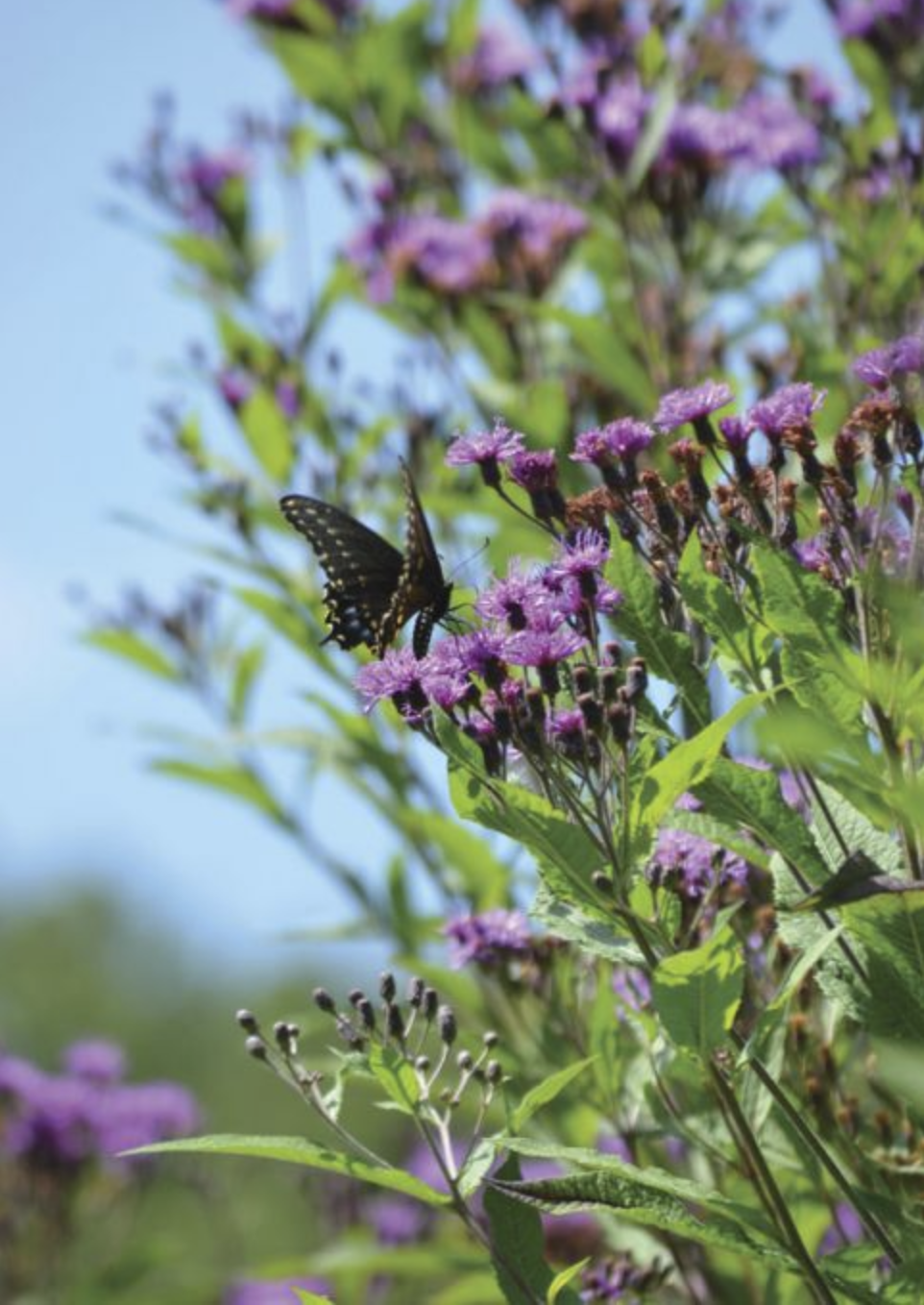 butterfly on the purple common ironweed flower with blue skies in the background