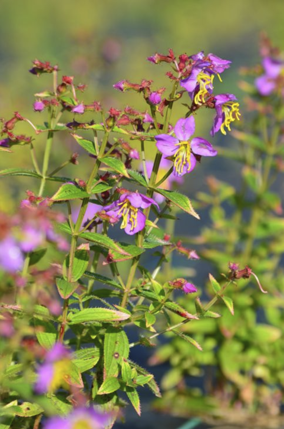 group of pinkish purple meadow beauty flowers with green foliage