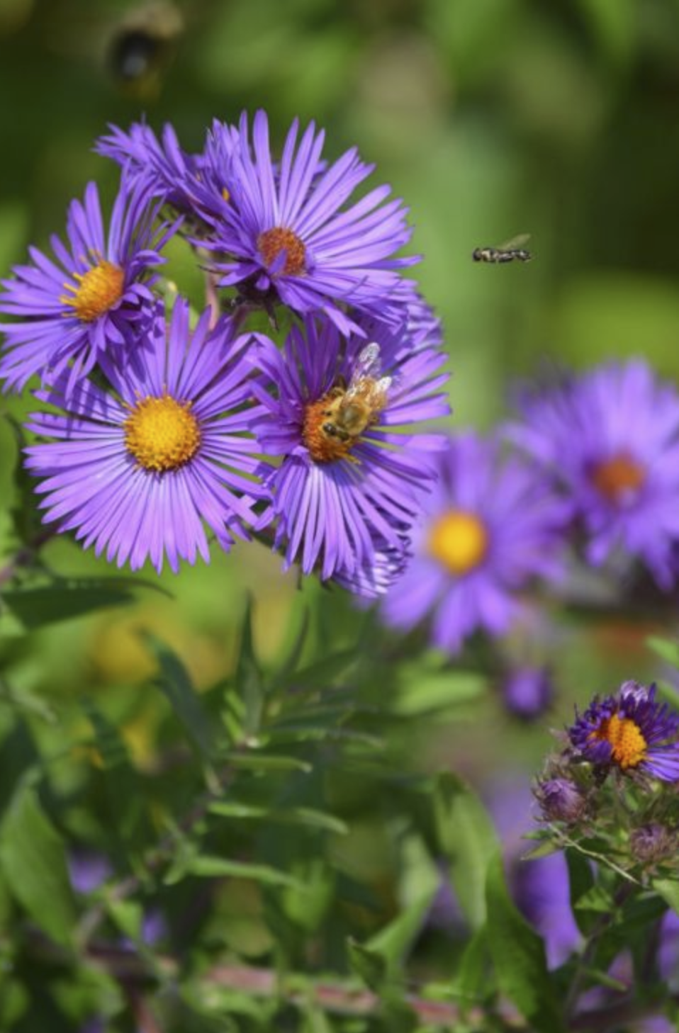 a group of purple new england asters with yellow orange centers and green foliage in the background