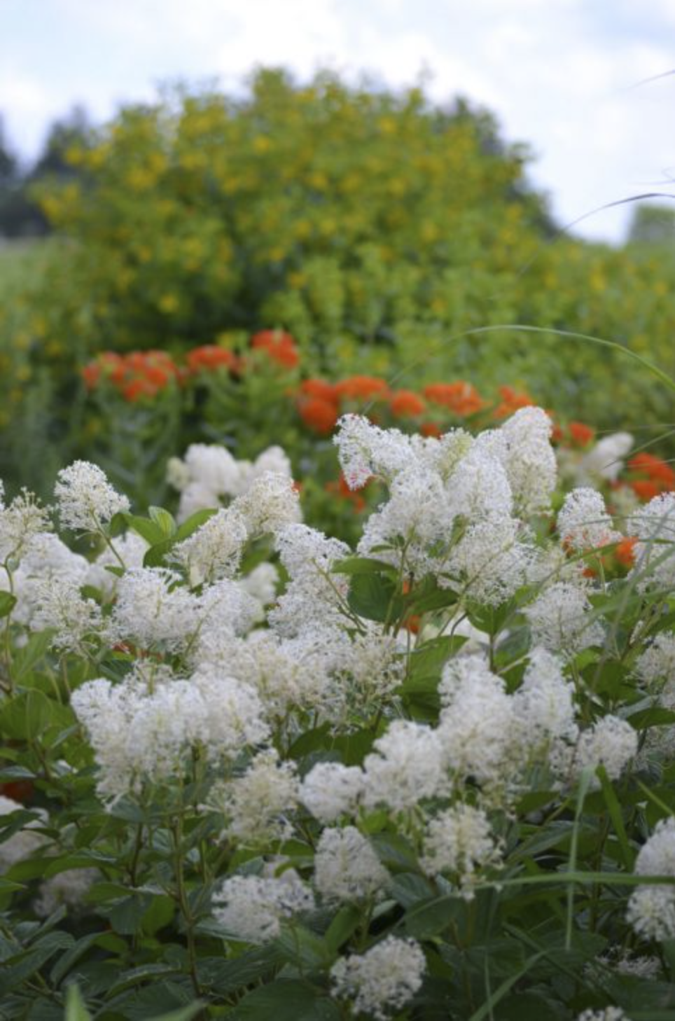 a full bush of new jersey tea flowers in the foreground and orange flowers in the background under cloudy skies