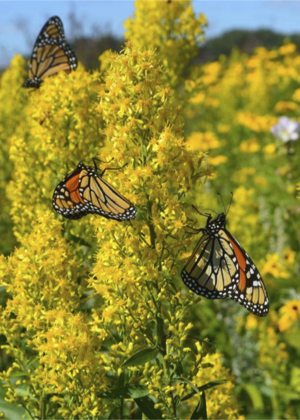 three monarch butterflies on long yellow showy goldenrod flowers blue skies in the background